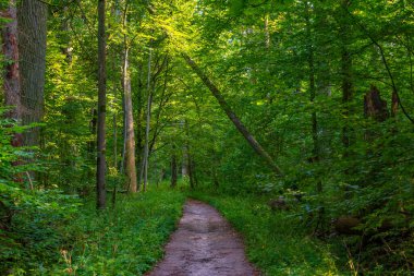 Bialowieza Ulusal Parkı 'nın en üst düzey sınırlamaları Poland.IMAGE