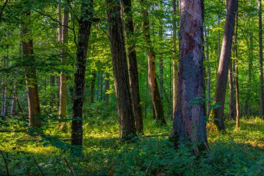 Bialowieza Ulusal Parkı 'nın en üst düzey sınırlamaları Poland.IMAGE