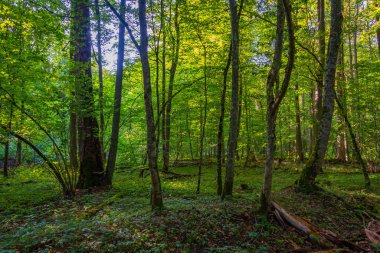 Bialowieza Ulusal Parkı 'nın en üst düzey sınırlamaları Poland.IMAGE
