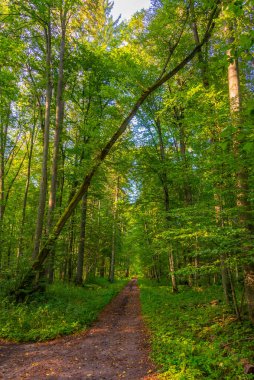 Bialowieza Ulusal Parkı 'nın en üst düzey sınırlamaları Poland.IMAGE
