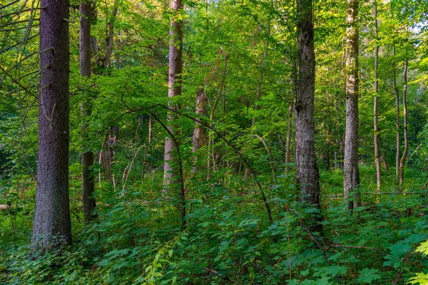 Bialowieza Ulusal Parkı 'nın en üst düzey sınırlamaları Poland.IMAGE