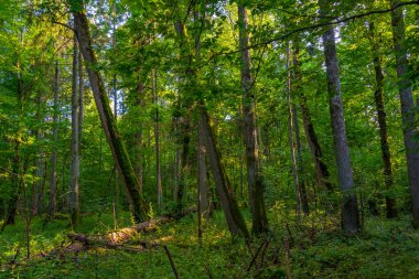 Bialowieza Ulusal Parkı 'nın en üst düzey sınırlamaları Poland.IMAGE