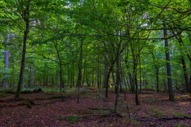 Bialowieza Ulusal Parkı 'nın en üst düzey sınırlamaları Poland.IMAGE