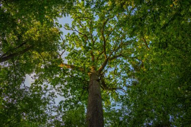 Bialowieza Ulusal Parkı 'nın en üst düzey sınırlamaları Poland.IMAGE
