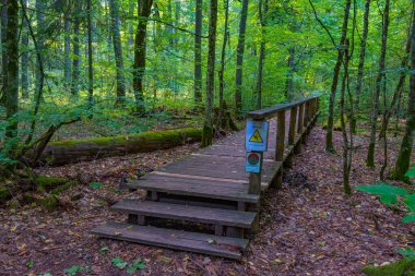 Bialowieza Ulusal Parkı 'nın en üst düzey sınırlamaları Poland.IMAGE