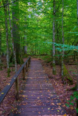 Bialowieza Ulusal Parkı 'nın en üst düzey sınırlamaları Poland.IMAGE