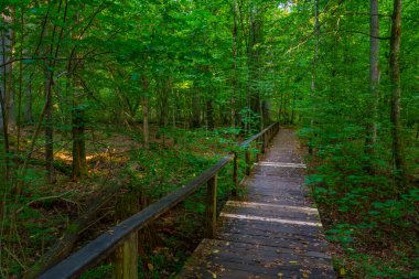 Bialowieza Ulusal Parkı 'nın en üst düzey sınırlamaları Poland.IMAGE