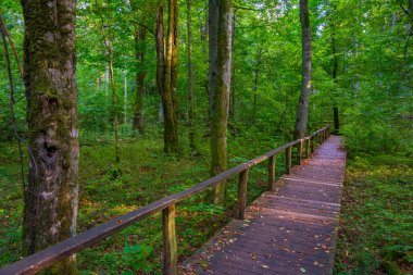 Bialowieza Ulusal Parkı 'nın en üst düzey sınırlamaları Poland.IMAGE