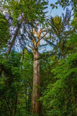 Bialowieza Ulusal Parkı 'nın en üst düzey sınırlamaları Poland.IMAGE