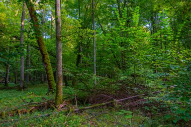 Bialowieza Ulusal Parkı 'nın en üst düzey sınırlamaları Poland.IMAGE