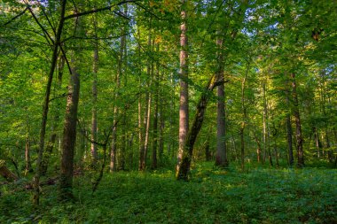 Bialowieza Ulusal Parkı 'nın en üst düzey sınırlamaları Poland.IMAGE