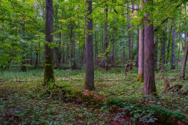 Bialowieza Ulusal Parkı 'nın en üst düzey sınırlamaları Poland.IMAGE