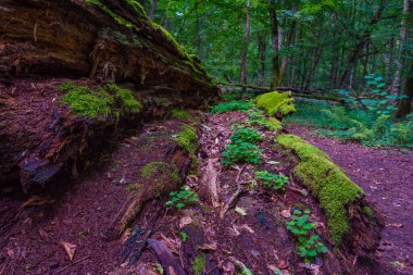 Bialowieza Ulusal Parkı 'nın en üst düzey sınırlamaları Poland.IMAGE