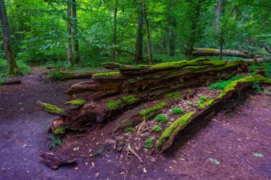 Bialowieza Ulusal Parkı 'nın en üst düzey sınırlamaları Poland.IMAGE