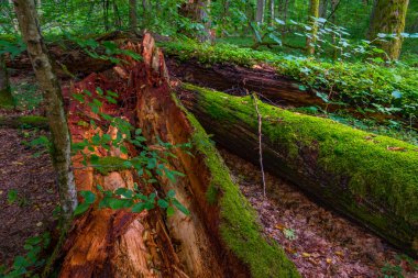 Bialowieza Ulusal Parkı 'nın en üst düzey sınırlamaları Poland.IMAGE