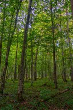 Bialowieza Ulusal Parkı 'nın en üst düzey sınırlamaları Poland.IMAGE