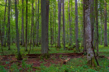 Bialowieza Ulusal Parkı 'nın en üst düzey sınırlamaları Poland.IMAGE