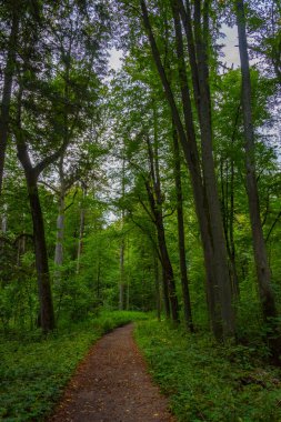 Bialowieza Ulusal Parkı 'nın en üst düzey sınırlamaları Poland.IMAGE
