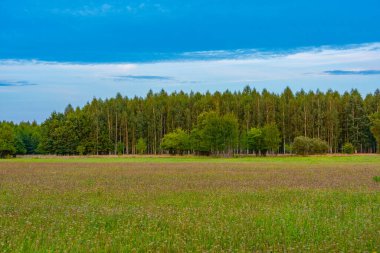 Poland.IMAGE 'deki Bialowieza Ulusal Parkı' ndaki Meadow