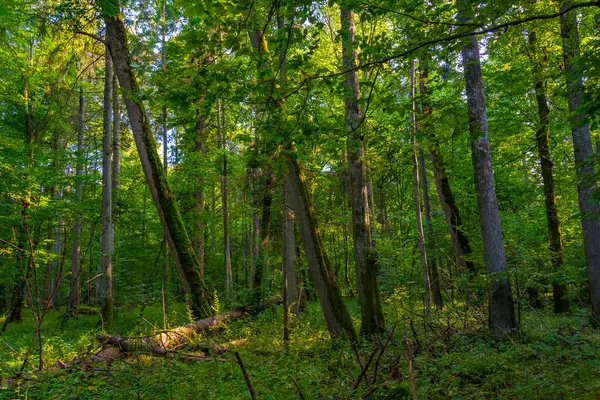 Bialowieza Ulusal Parkı 'nın en üst düzey sınırlamaları Poland.IMAGE