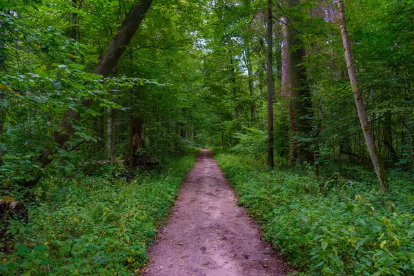 Bialowieza Ulusal Parkı 'nın en üst düzey sınırlamaları Poland.IMAGE