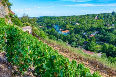Yaz günü Znojmo 'da görülen üzüm bağları, Çek Cumhuriyeti. IMAGE