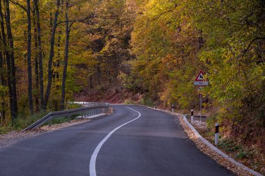 Ormanda boş bir asfalt yol.