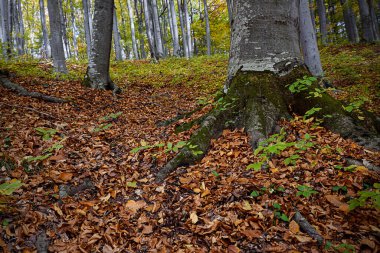 Sonbaharda eski meşe ormanı