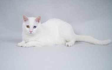 Beautiful white cat with bicolor eyes, studio shot
