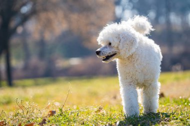 White medium poodle posing in the garden