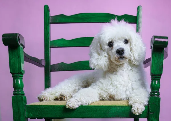 Biały Pies Leży Zielonym Fotelu Retro Fioletowe Tło — Zdjęcie stockowe
