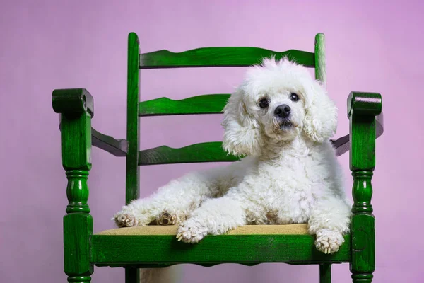 Белая Собака Лежит Зеленом Ретро Кресле Фиолетовом Фоне — стоковое фото