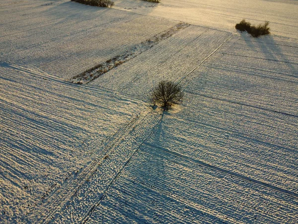Neve Campos Agrícolas Por Sol Sombras Árvores — Fotografia de Stock