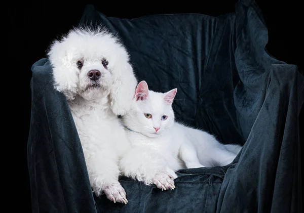 Cão Branco Gato Branco Juntos Uma Poltrona — Fotografia de Stock