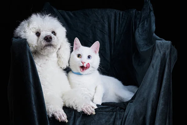 Weißer Hund Und Weiße Katze Zusammen Auf Einem Sessel — Stockfoto