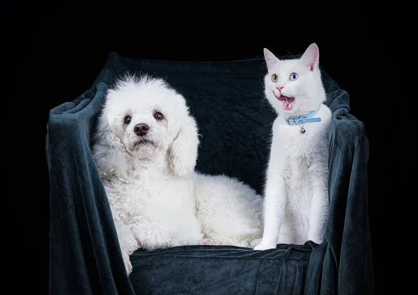 白狗和白猫一起坐在扶手椅上 — 图库照片