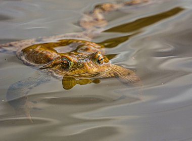 Sudaki kurbağa, kameraya bakıyor.