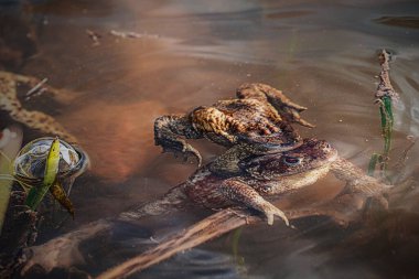 Suda çiftleşmeye çalışan iki kurbağa.