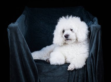 Beyaz kaniş stüdyoda poz veriyor.