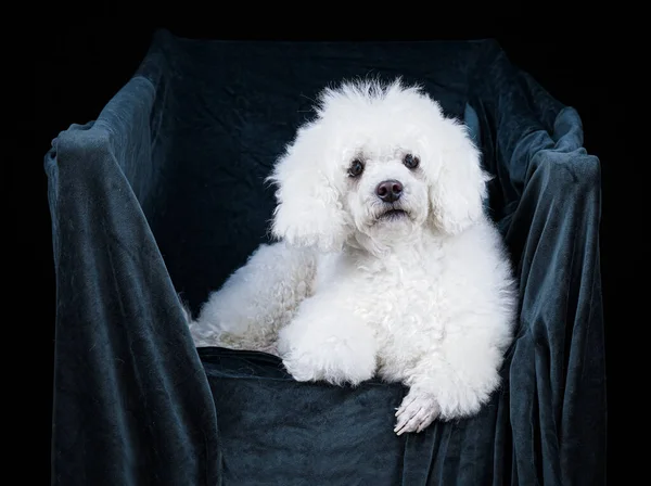 White Poodle Armchair Posing Studio — Stock Photo, Image