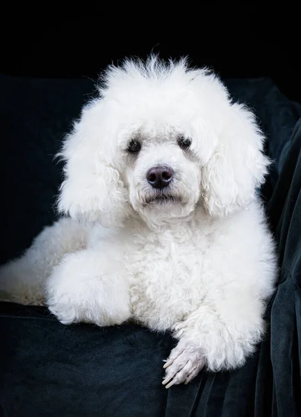 White Poodle Armchair Posing Studio — Stock Photo, Image