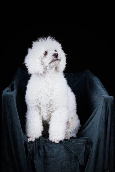 Weißer Pudel Sessel Posiert Studio — Stockfoto