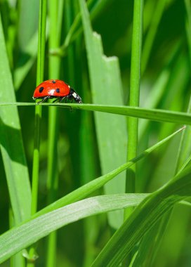 Bitkinin üzerindeki uğur böceği, makro fotoğraf