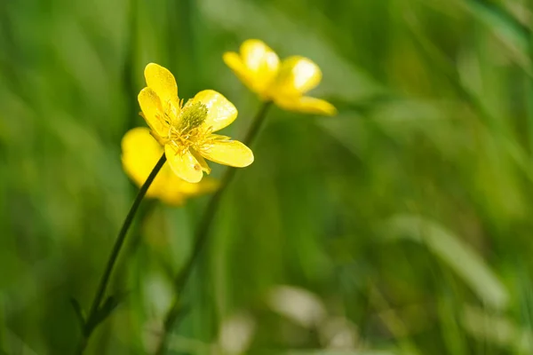 stock image Wild yellow flower in the grass, macro photo