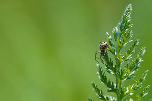 Μικρή Αράχνη Στο Γρασίδι — Φωτογραφία Αρχείου