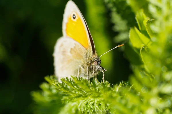 Бабочка Жёлтыми Крыльями Листе Макрофото — стоковое фото