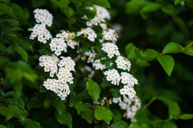 Vahşi yeşil çalılıklarda beyaz çiçekler
