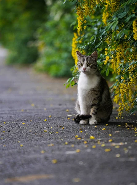 Street Katt Trottoaren Bredvid Grön Buske — Stockfoto