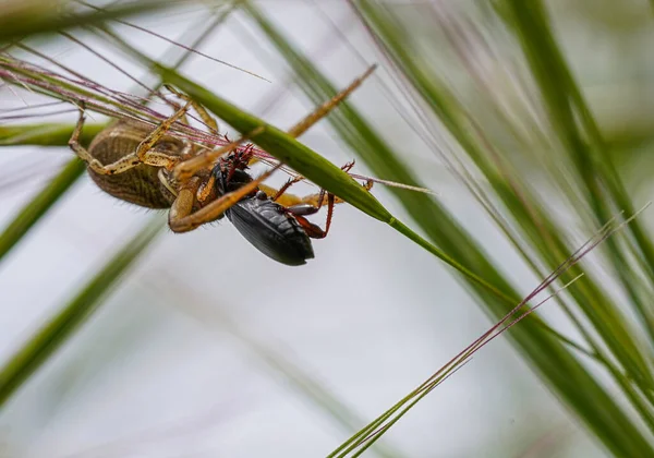 Aranha Comendo Bug Foto Macro — Fotografia de Stock