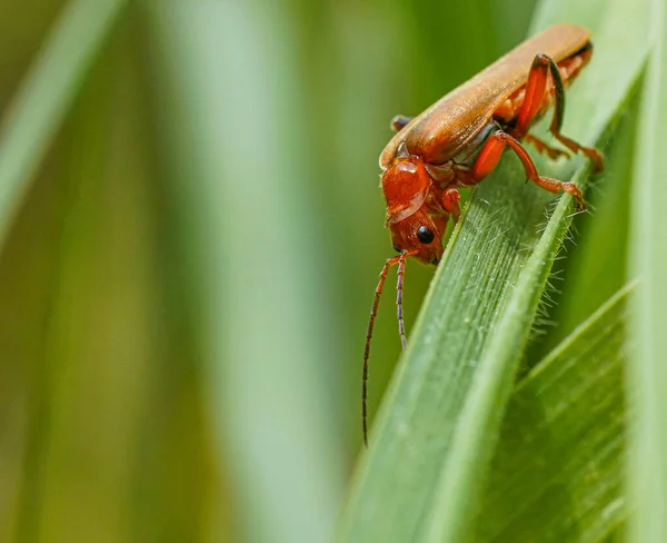 Çimlerde Kırmızı Böcek Makro Fotoğraf — Stok fotoğraf